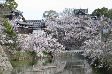 The cherry tree of Koriyama-jo-ji.