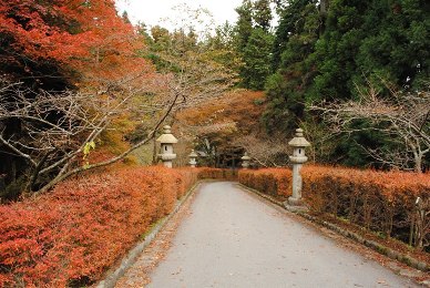 The Autumnal leaves of Enryaku-ji.
