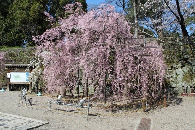The cherry tree of Wakayama-jo.