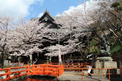 The cherry tree of Kimii-dera.