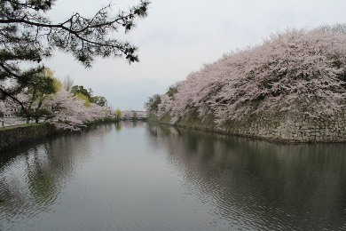 The cherry tree of Hikone-jo.