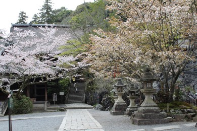 The cherry tree of Ishiyama-dera.