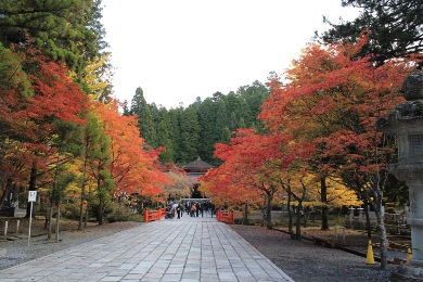 The cherry tree of Koyasan Kongoubuji.